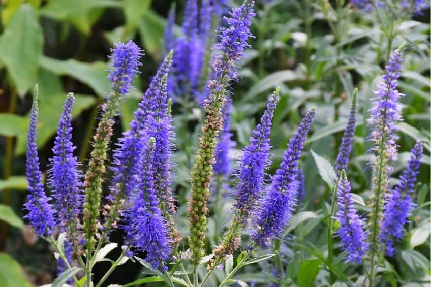 Vervain