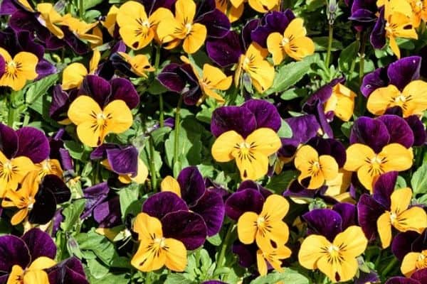 Viola annuals
