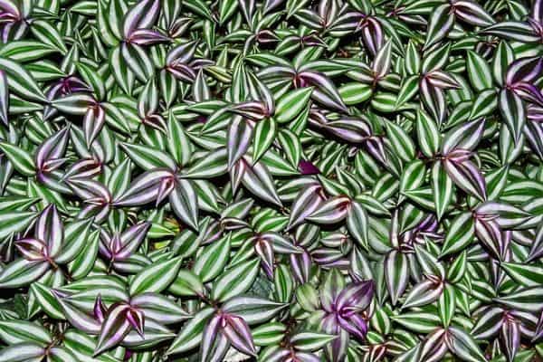 Wandering jew plant