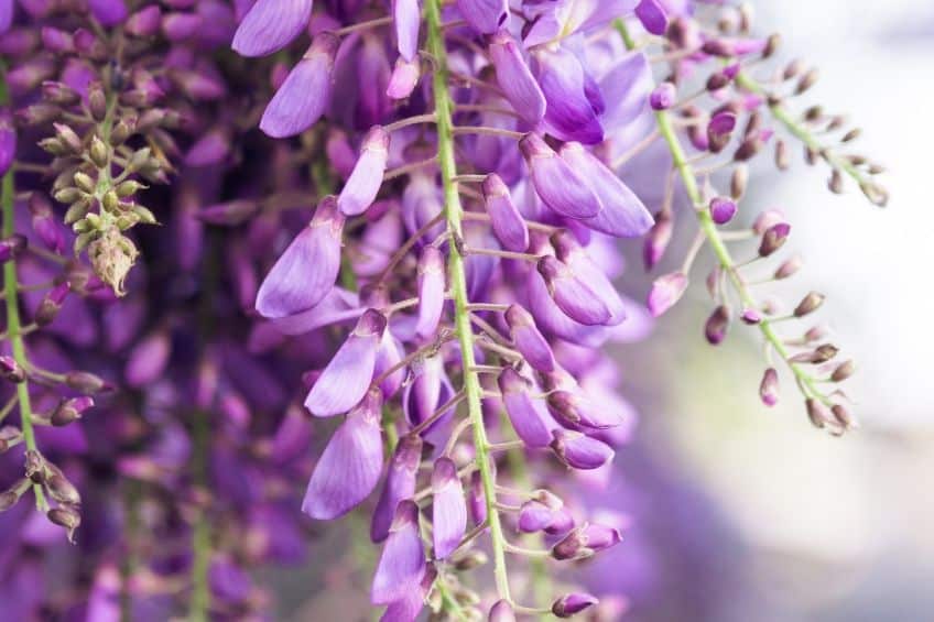 Wisteria