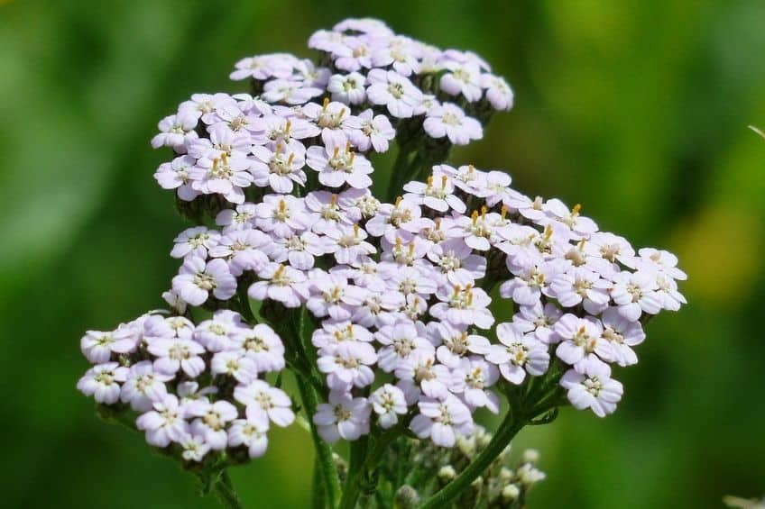 How to grow yarrow