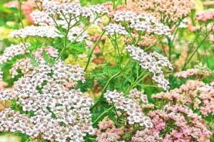 Read more about the article How to Grow Yarrow