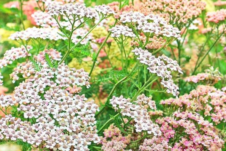 How to Grow Yarrow Urban Garden Gal