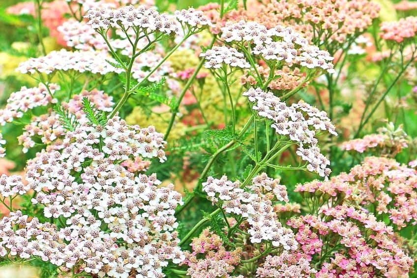 Growing Yarrow