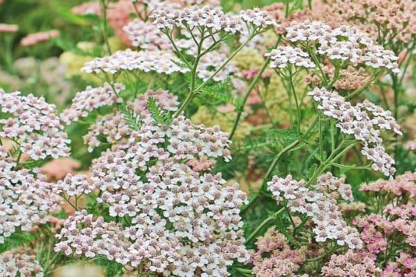 Pink yarrow flowers