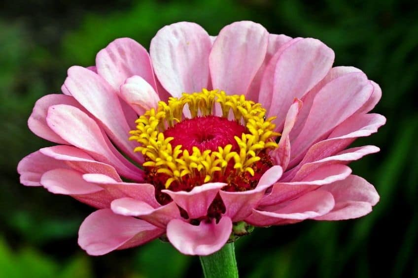 Zinnia flower