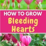 Growing bleeding heart flowers