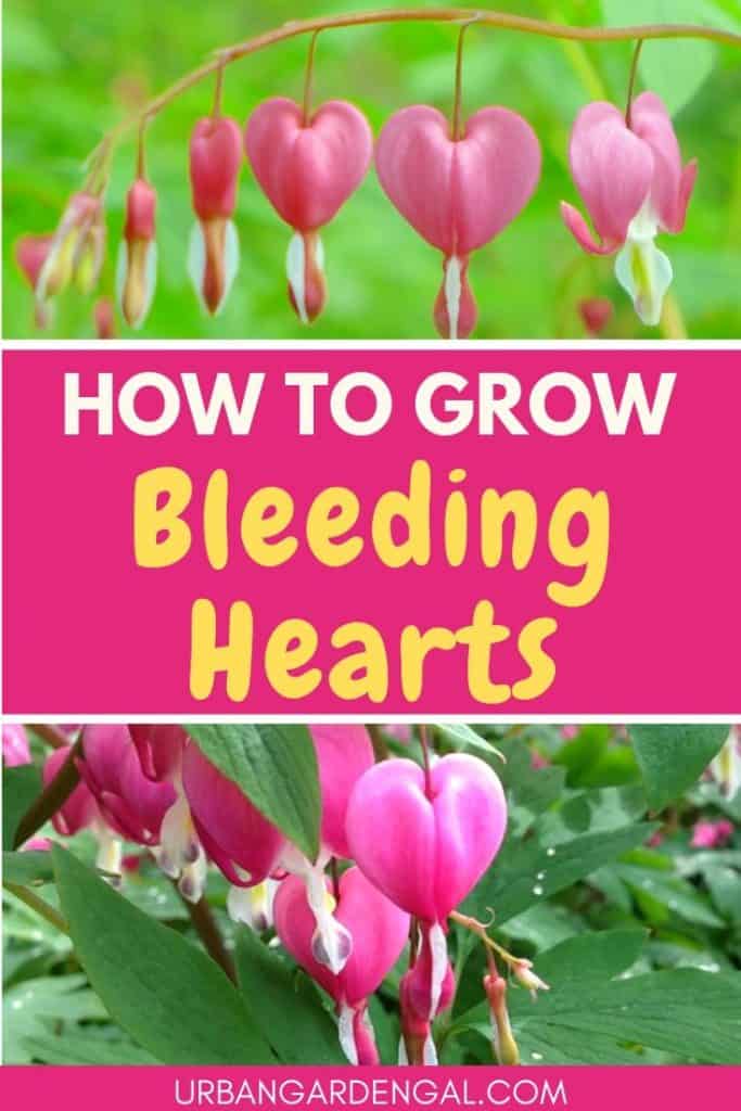 How to Grow Bleeding Heart Flowers - Urban Garden Gal