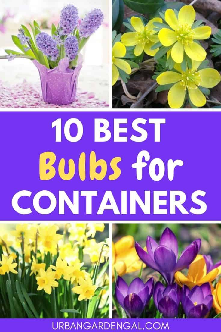 Best bulbs for containers