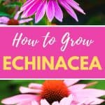 Growing Echinacea