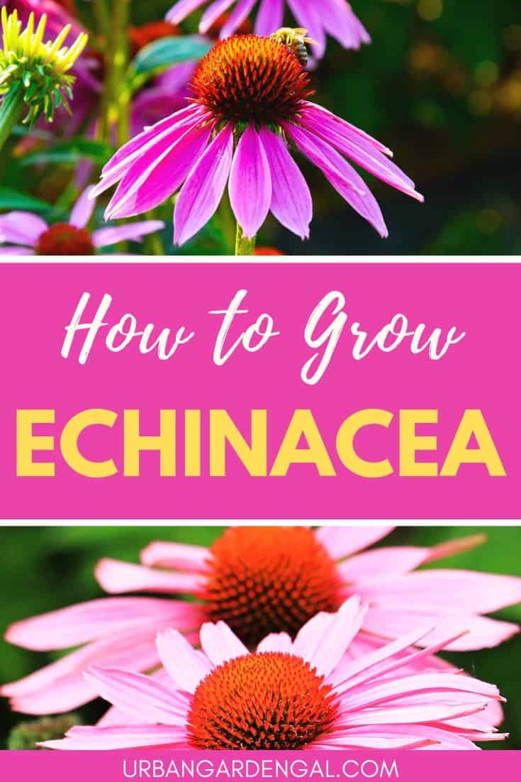 How to grow echinacea