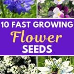 Fast growing flowers