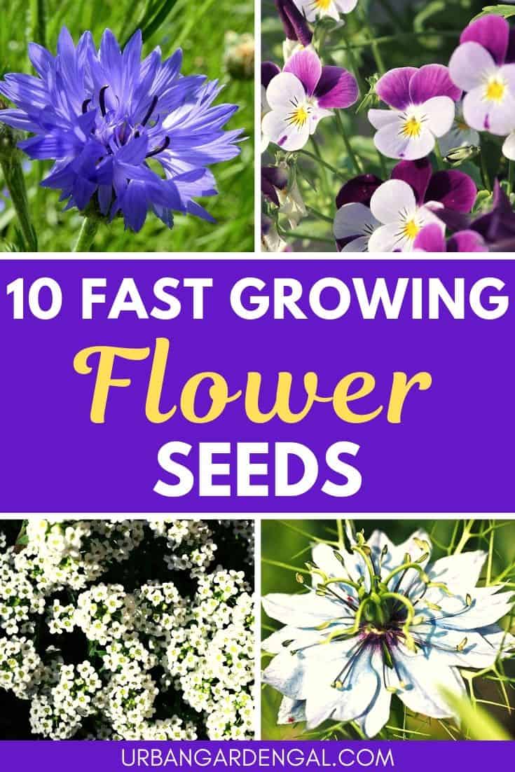 fast growing flower seeds