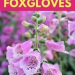 Growing Foxglove Flowers
