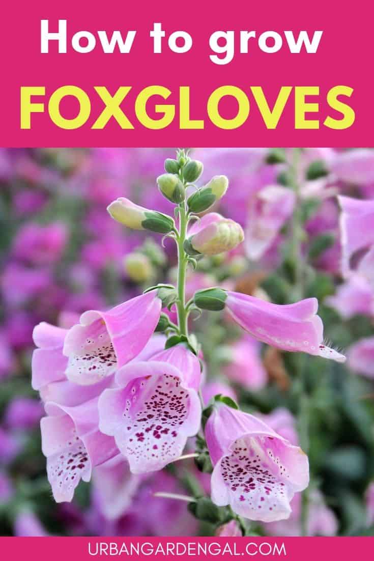 How to grow foxgloves