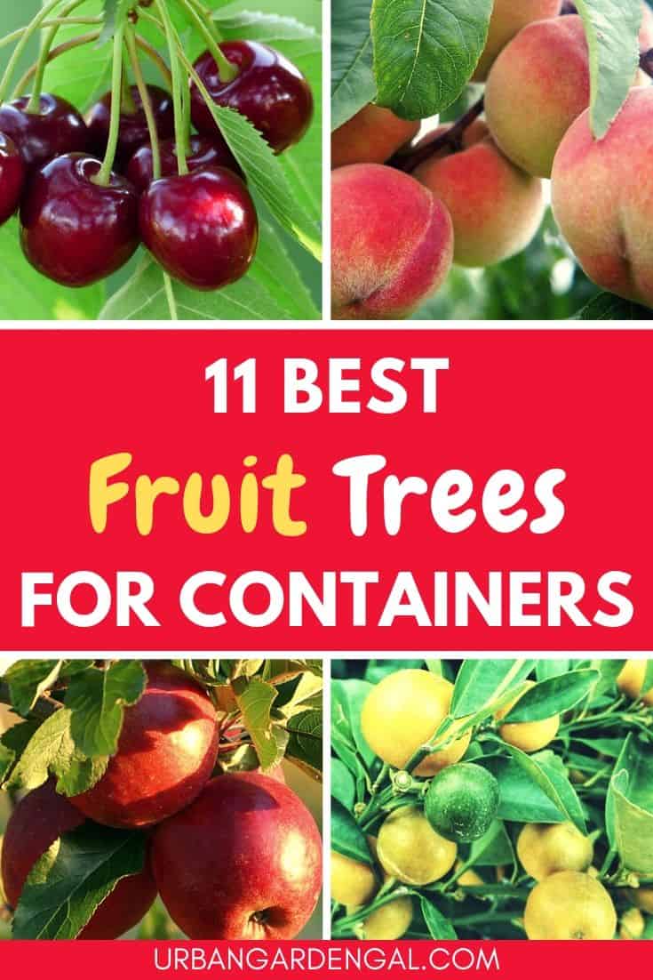 Best fruit trees for containers