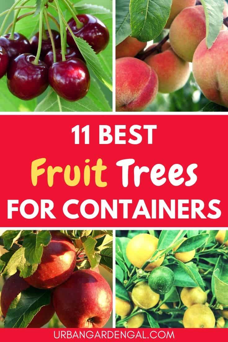 11 Best Fruit Trees to Grow in Containers Urban Garden Gal