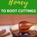Honey rooting hormone
