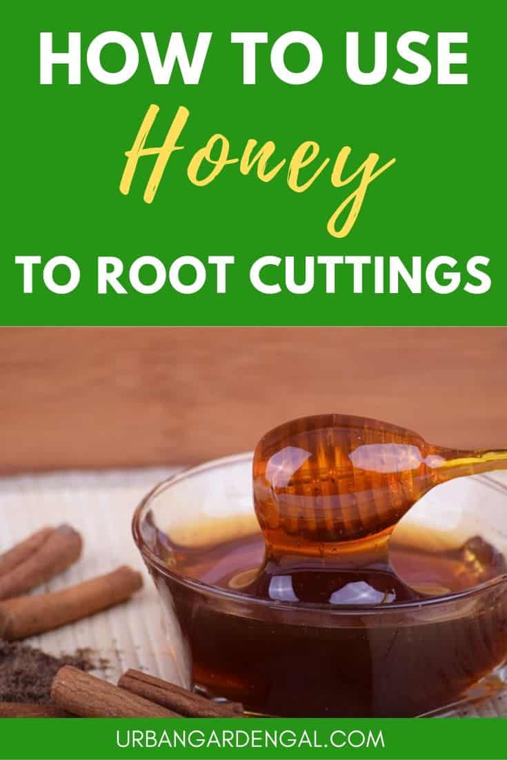 How to use honey to root cuttings