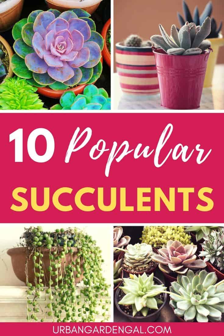 Popular indoor succulent plants