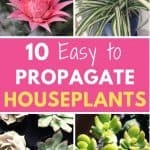 Easy to propagate houseplants
