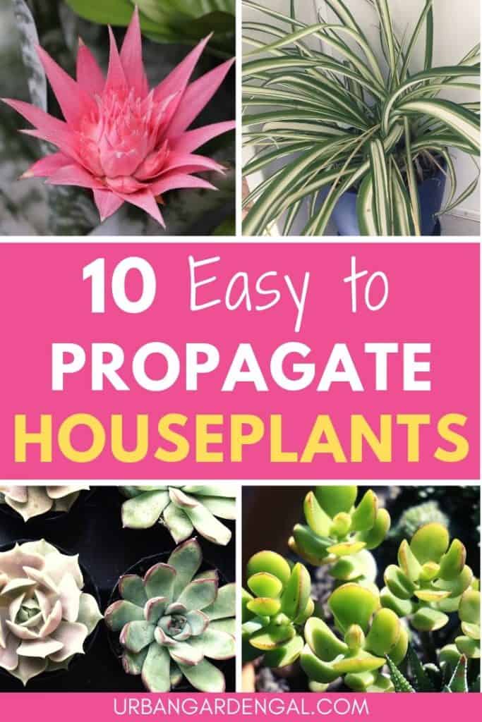 Easy to propagate indoor plants