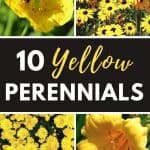 Yellow perennial flowers