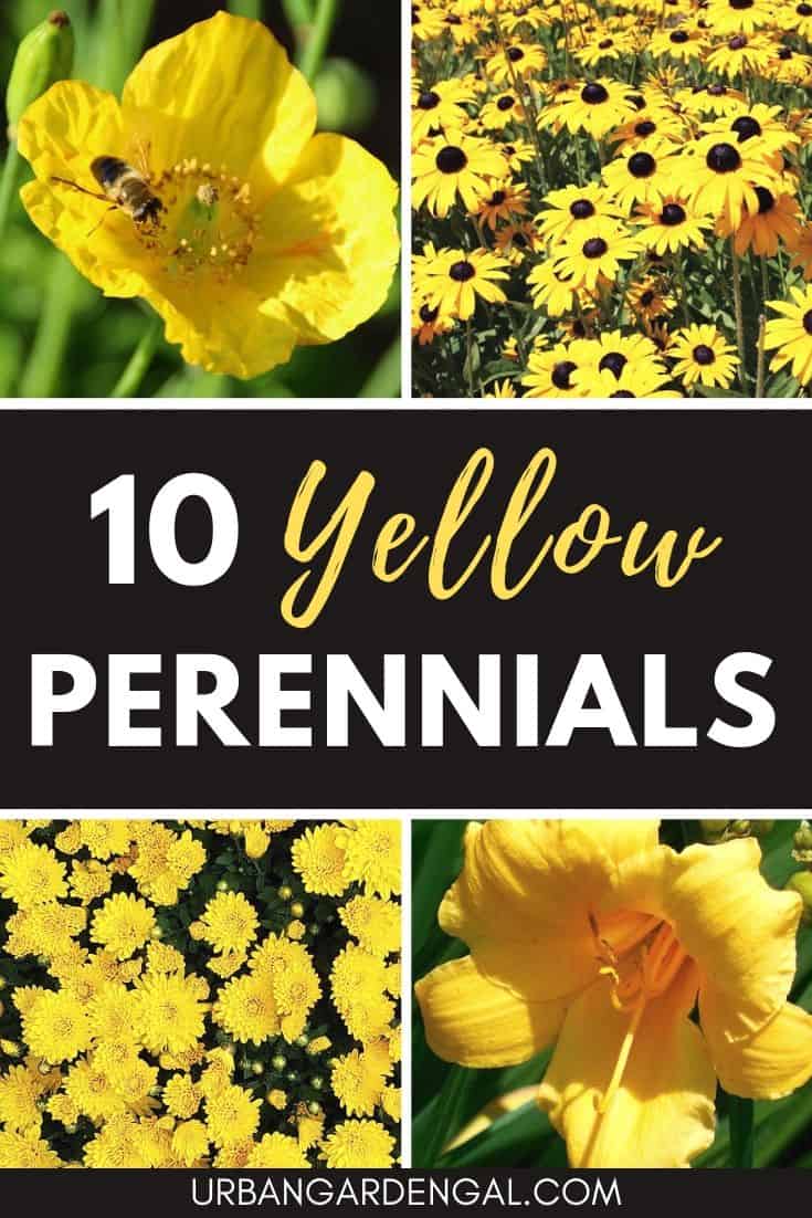 Best yellow perennial flowers