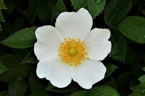 Anemone in pot