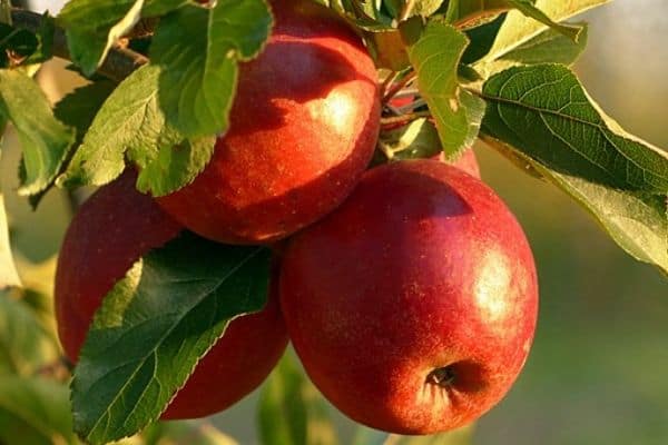 Apple tree in container