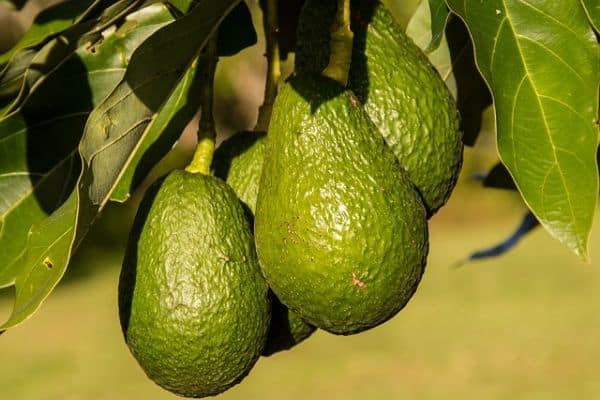 green fruits