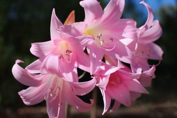 Belladonna bulbs