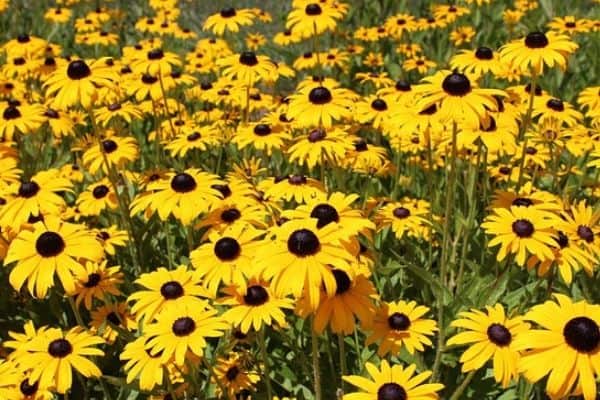 Yellow perennial flowers