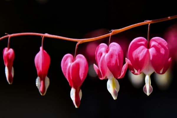 Growing bleeding hearts