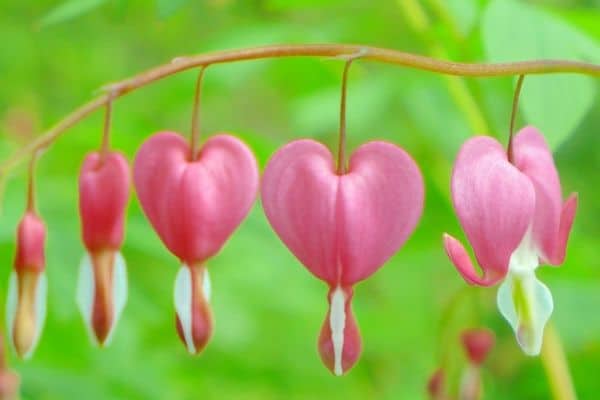 Bleeding heart flowers