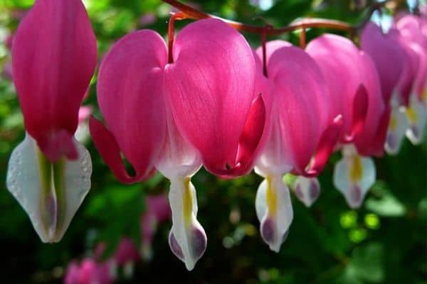 bleeding heart flowers