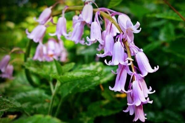 Bluebell flowers