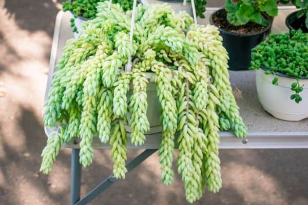 Hanging burro's tail