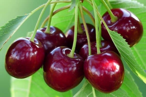 cherry tree in container