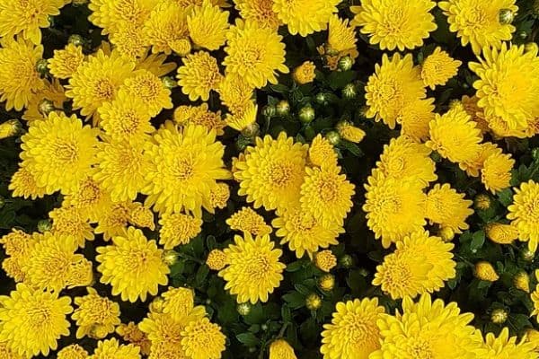 Yellow chrysanthemum