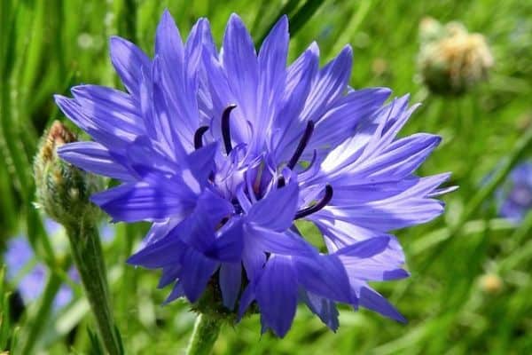 Cornflower