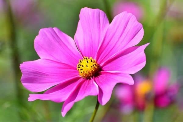 Cosmos flower