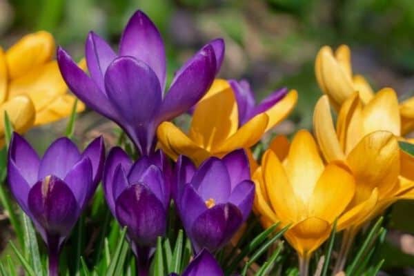 Crocus flowers