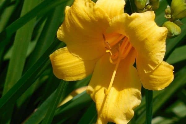 Daylily flower