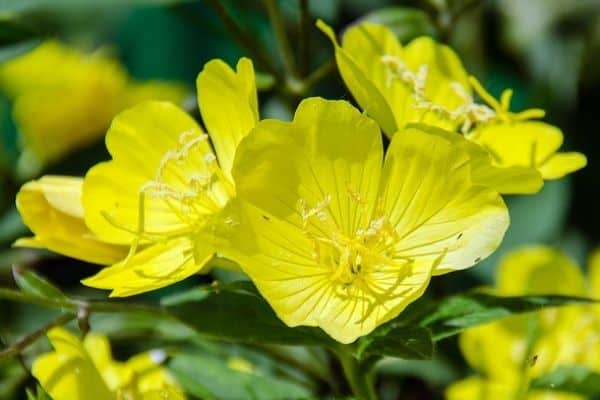 Evening primrose flowers