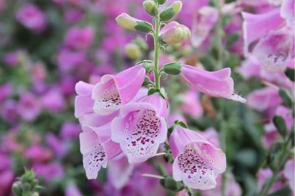 Foxgloves