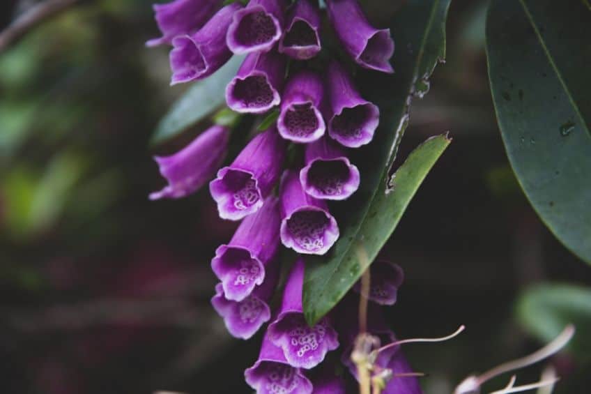 Purple foxglove flowers