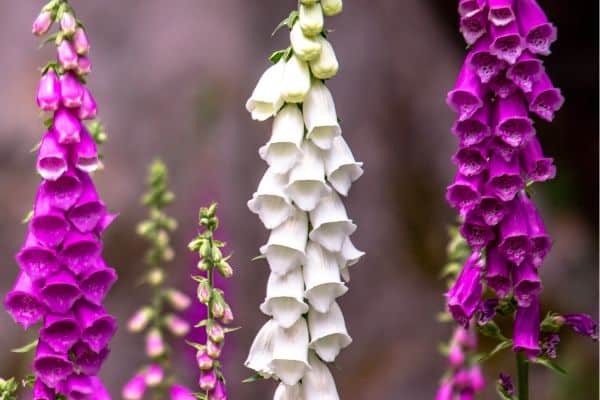 Foxglove flowers