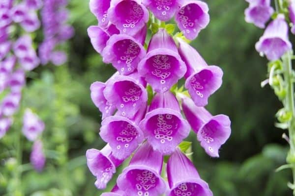 Foxglove flowers