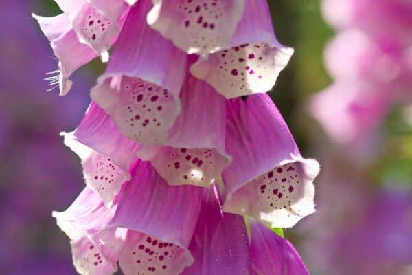 Growing foxgloves